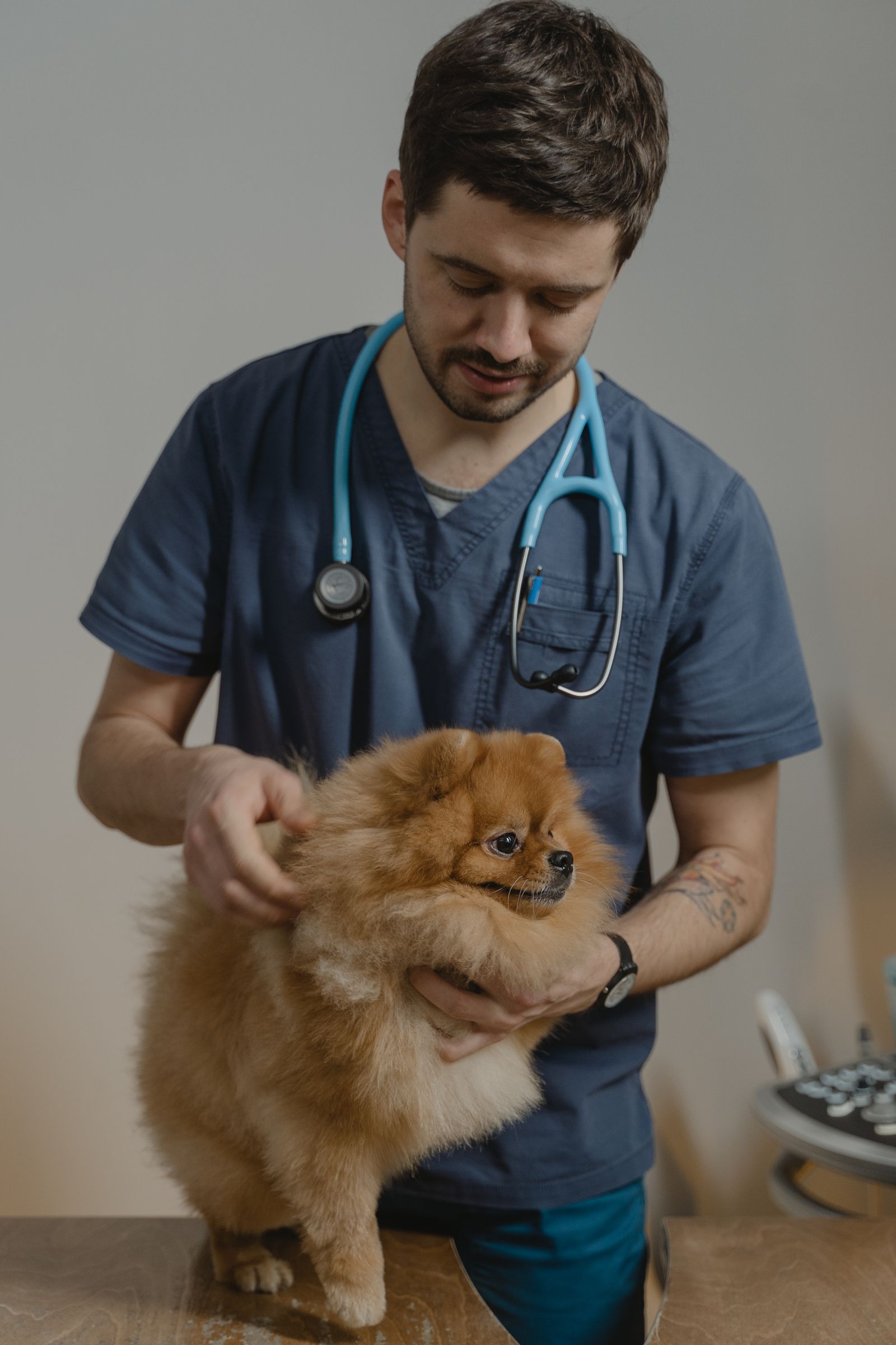 Veterinari de Vic Veterinaris atenent un gos a la consulta