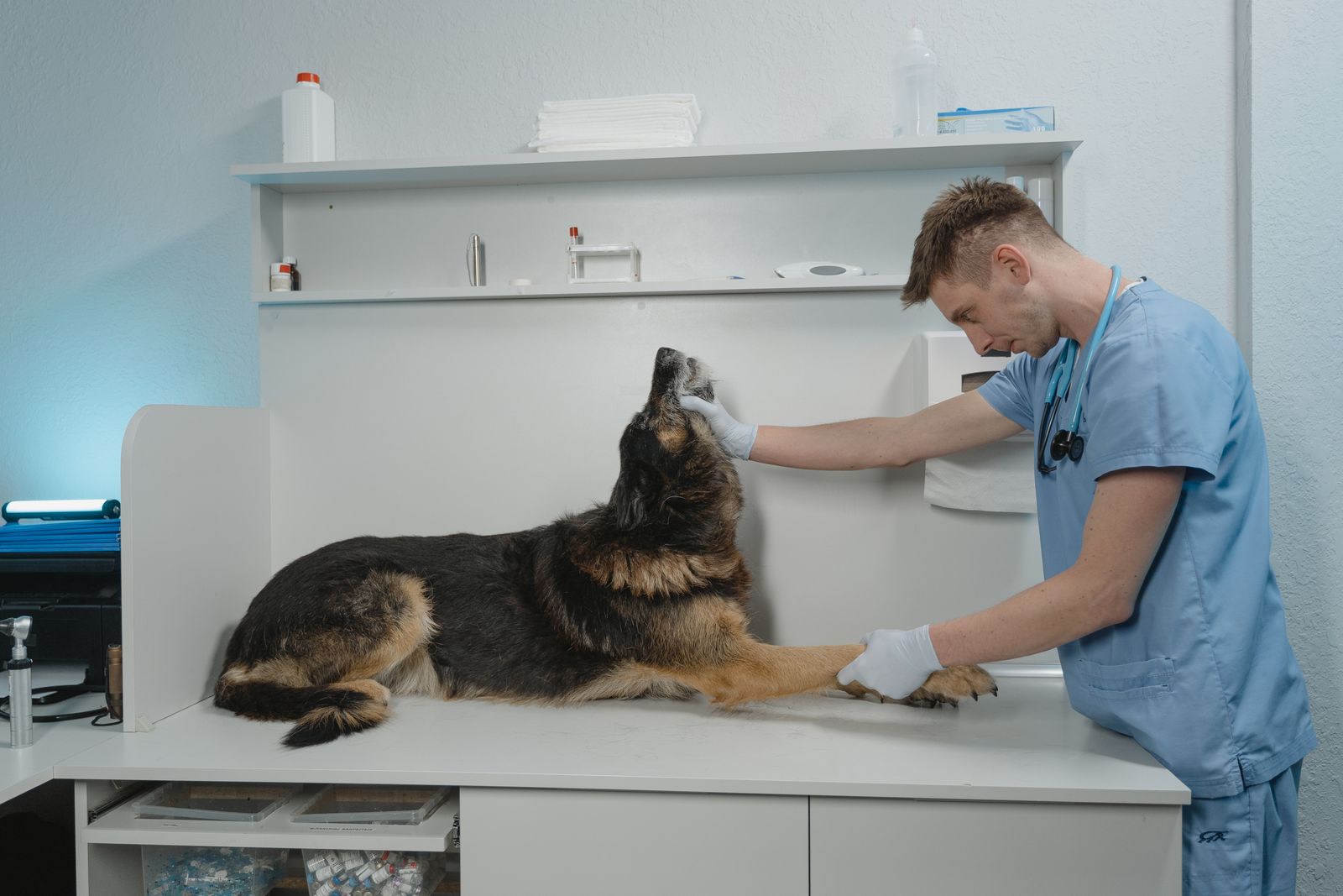 Veterinari examinant un gos a la sala de consulta