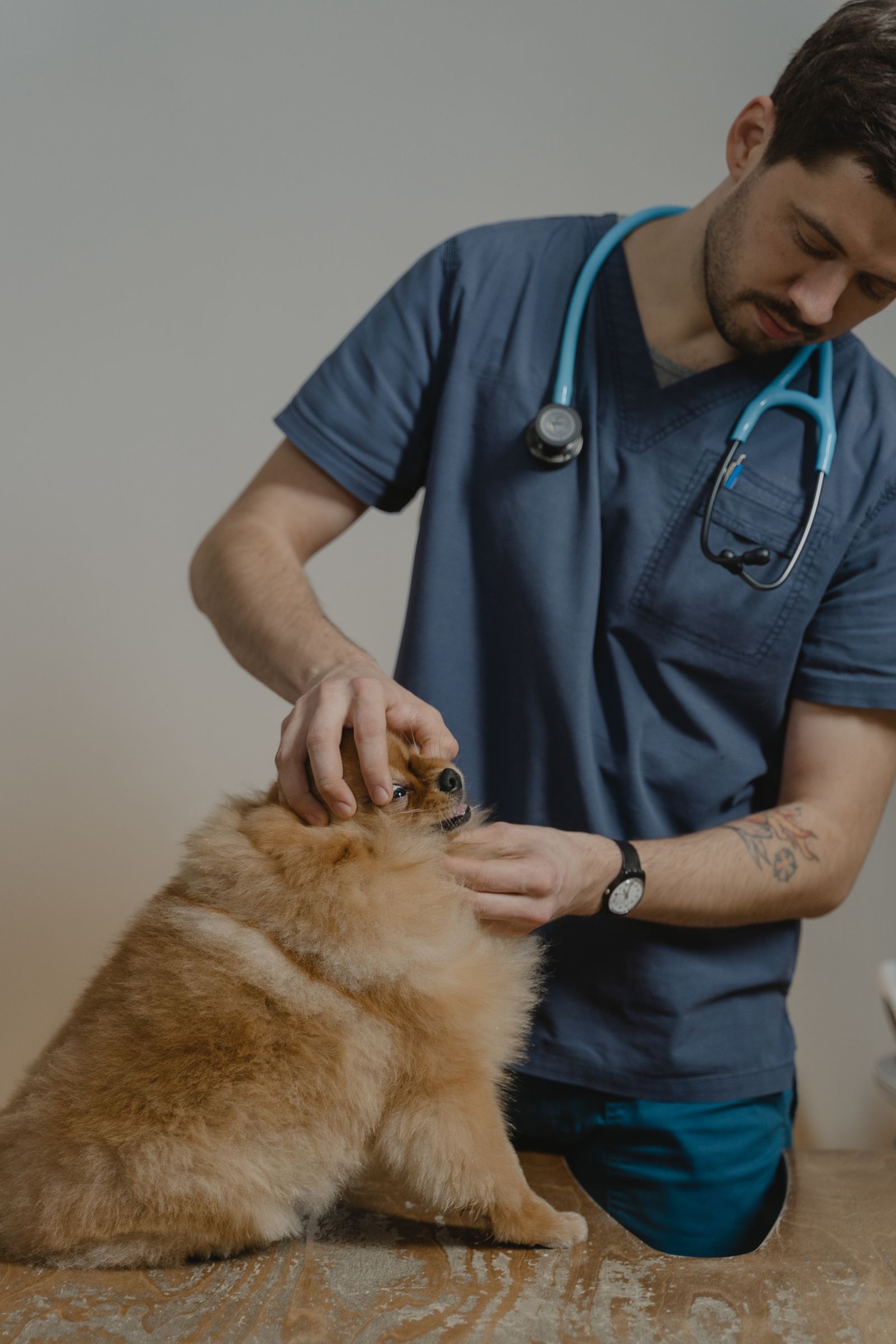 Veterinari examinant un gos amb cura a la consulta